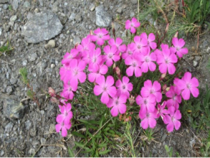 Les fleurs promises