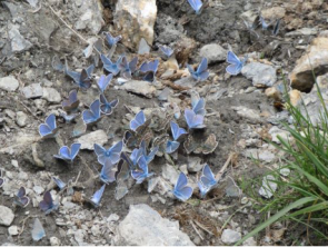 Un tapis de papillons